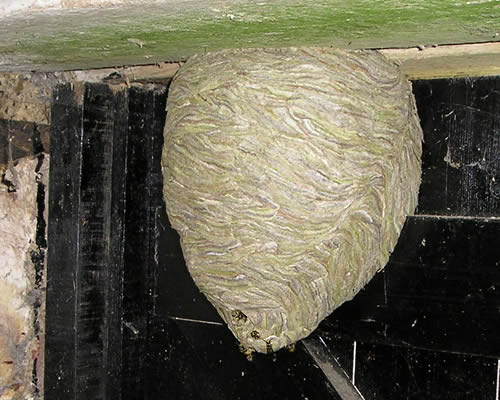 wasps nests Rochester