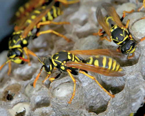 wasps nest removal Sevenoaks